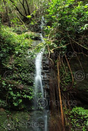 Find  the Image waterfall,cascading,shivapuri,national,park  and other Royalty Free Stock Images of Nepal in the Neptos collection.