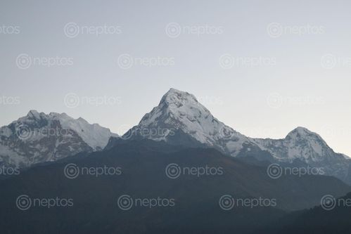 Find  the Image majestic,mountains,nepal  and other Royalty Free Stock Images of Nepal in the Neptos collection.