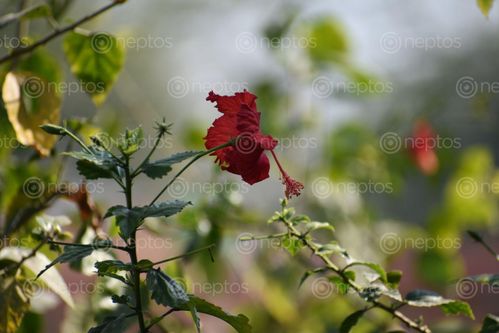 Find  the Image hibiscus,rosa-sinensis,bushy,evergreen,shrub,small,tree,growing,25–5,8–16,ft,tall,15–3,5–10,wide,glossy,leaves,solitary,brilliant,red,flowers,summer,autumn,5-petaled,cm,diameter,prominent,orange-tipped,anthers,familymalvaceae,speciesh,kingdomplantae  and other Royalty Free Stock Images of Nepal in the Neptos collection.