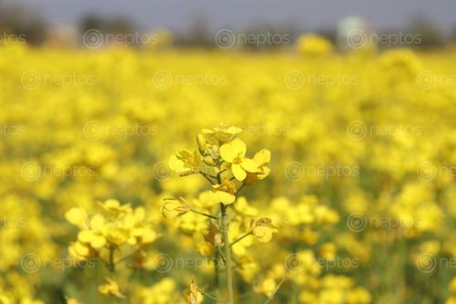 Find  the Image तोरि,फुलि,पहेलै,भो,खेतहरु,mustard,flower,yellow,fields  and other Royalty Free Stock Images of Nepal in the Neptos collection.
