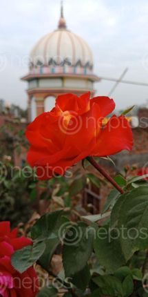Find  the Image Janakpur, Temple, Rose, Flower  and other Royalty Free Stock Images of Nepal in the Neptos collection.