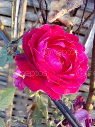 Find  the Image variety,flower,found,locality,nepal,pink,rose  and other Royalty Free Stock Images of Nepal in the Neptos collection.