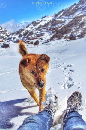 Find  the Image dog,enjoying,snow  and other Royalty Free Stock Images of Nepal in the Neptos collection.