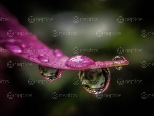 Find  the Image basically,macro,photo,rain,drop,beautiful,pink,flower,petal,vibrant,green,background  and other Royalty Free Stock Images of Nepal in the Neptos collection.