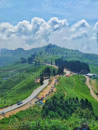 Find  the Image photo,ilam,nepal,place,visiting  and other Royalty Free Stock Images of Nepal in the Neptos collection.