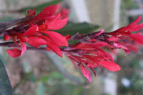 Find  the Image asiatic,red,lily,clicked,botanical,garden,godawori  and other Royalty Free Stock Images of Nepal in the Neptos collection.