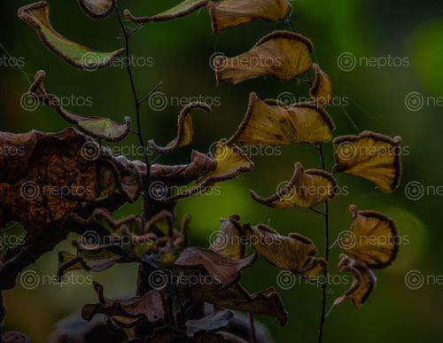 Find  the Image macro,photo,fungus,plant,grows,late,monsoon,walls,commonly,beauty,ignore  and other Royalty Free Stock Images of Nepal in the Neptos collection.