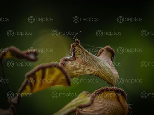 Find  the Image beautiful,dark,green,background,plants,macro,photo,fungus,plant,grows,late,monsoon,walls,ignore  and other Royalty Free Stock Images of Nepal in the Neptos collection.