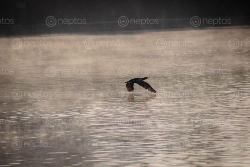 Find  the Image bird,flies,touching,surface,taudaha,lake,morning,cold,december  and other Royalty Free Stock Images of Nepal in the Neptos collection.