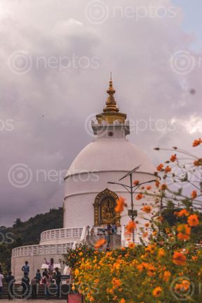Find  the Image photo,visiting,pokhara,symbol,peace  and other Royalty Free Stock Images of Nepal in the Neptos collection.