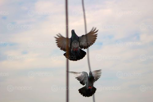 Find  the Image pigeon,flying,lens  and other Royalty Free Stock Images of Nepal in the Neptos collection.