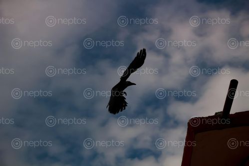 Find  the Image dark,crow,rest  and other Royalty Free Stock Images of Nepal in the Neptos collection.