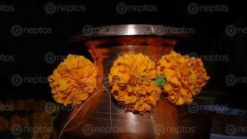 Find  the Image flower,festival,nepal  and other Royalty Free Stock Images of Nepal in the Neptos collection.