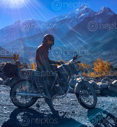 Find  the Image hard,ride,pose,shots,mustang  and other Royalty Free Stock Images of Nepal in the Neptos collection.