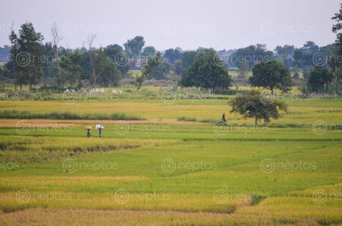 Find  the Image rural,lifestyle,western,nawalparasi,nepal  and other Royalty Free Stock Images of Nepal in the Neptos collection.
