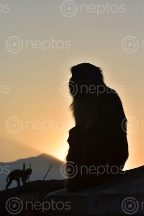 Find  the Image monkeys,shilloutee,captured,perfectly,poses,camera,swayambhunath,golden,hours  and other Royalty Free Stock Images of Nepal in the Neptos collection.