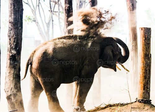 Find  the Image elephant,chitwan,national,park,showing,anger,pumping,mud,powder,trunk  and other Royalty Free Stock Images of Nepal in the Neptos collection.