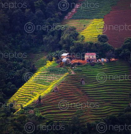 Find  the Image small,house,middle,mustard,filled  and other Royalty Free Stock Images of Nepal in the Neptos collection.