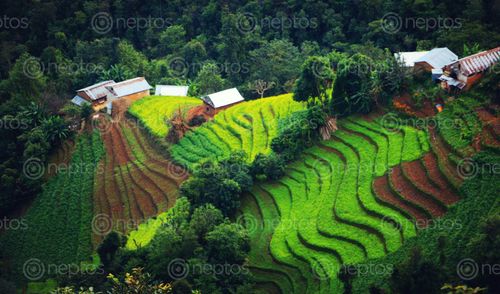 Find  the Image small,village,green,filled  and other Royalty Free Stock Images of Nepal in the Neptos collection.