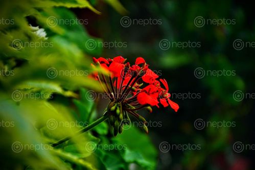 Find  the Image beautiful,flower,makes,happy  and other Royalty Free Stock Images of Nepal in the Neptos collection.