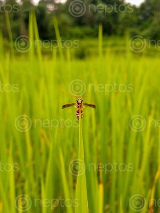 Find  the Image tiny,wasp,sitting,top,leaf  and other Royalty Free Stock Images of Nepal in the Neptos collection.
