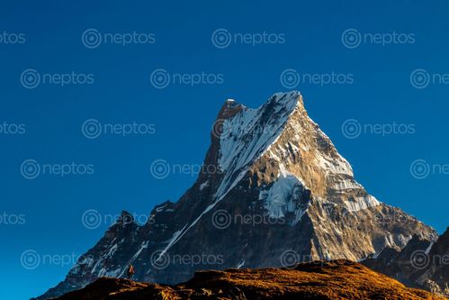 Find  the Image mt,machhapuchare,mountain,annapurna,himalayas,north,central,nepal  and other Royalty Free Stock Images of Nepal in the Neptos collection.