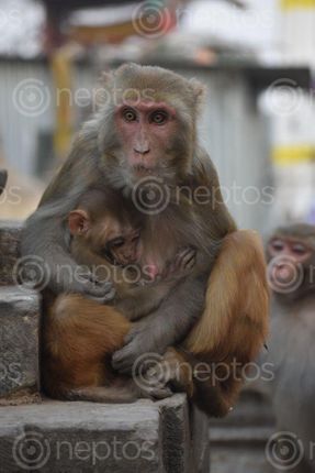 Find  the Image purest,thingh,earth,mothers,love,mother,monkey,breastfedding,baby,swayambhunath,temple  and other Royalty Free Stock Images of Nepal in the Neptos collection.