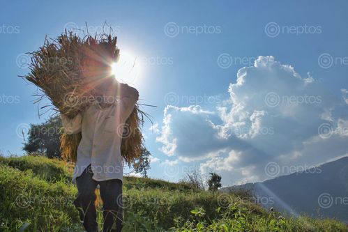 Find  the Image man,carried,paddy,sun,day  and other Royalty Free Stock Images of Nepal in the Neptos collection.