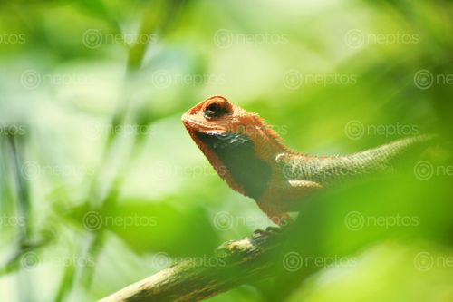 Find  the Image gecko,pokhara,poses,front,lens  and other Royalty Free Stock Images of Nepal in the Neptos collection.