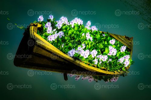 Find  the Image beautiful,boat,flower,pound  and other Royalty Free Stock Images of Nepal in the Neptos collection.