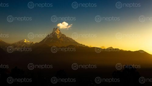Find  the Image shining,mount,fishtail,winter,sunrise,photo,ghandruk,nepal  and other Royalty Free Stock Images of Nepal in the Neptos collection.