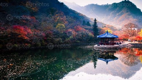 Find  the Image reflection,autumn,colors,photo,naejangsan,national,park,south,korea  and other Royalty Free Stock Images of Nepal in the Neptos collection.