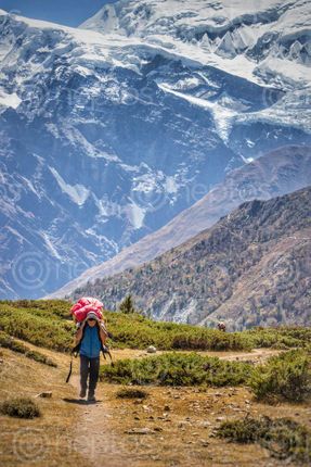 Find  the Image porter,himalayas  and other Royalty Free Stock Images of Nepal in the Neptos collection.