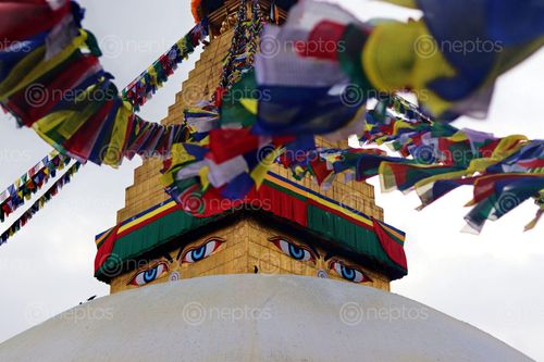 Find  the Image boudhanath,stupa,nepal  and other Royalty Free Stock Images of Nepal in the Neptos collection.