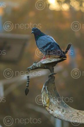 Find  the Image piegon,sitting,crow's,statue  and other Royalty Free Stock Images of Nepal in the Neptos collection.