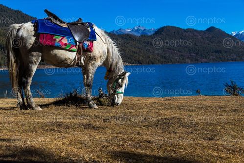 Find  the Image image,horse,grazing,shore,beautiful,rara,lake  and other Royalty Free Stock Images of Nepal in the Neptos collection.