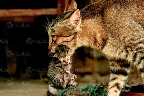 Find  the Image cat,carrying,beautiful,kitten  and other Royalty Free Stock Images of Nepal in the Neptos collection.