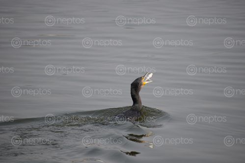 Find  the Image great,cormorant,prey  and other Royalty Free Stock Images of Nepal in the Neptos collection.