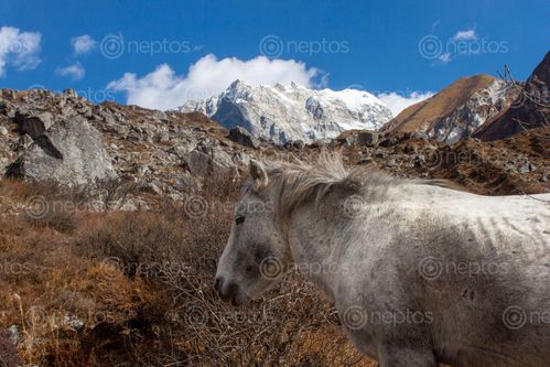 Find  the Image travelling,companion  and other Royalty Free Stock Images of Nepal in the Neptos collection.