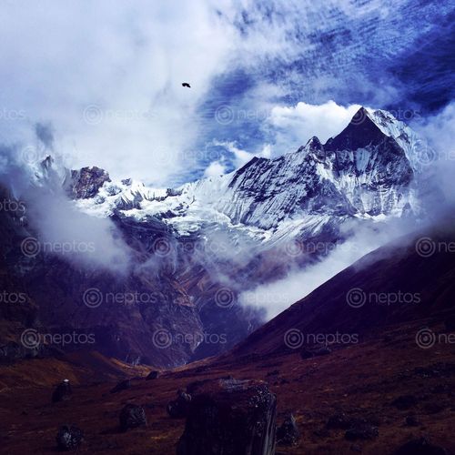 Find  the Image majestic,mount,machhapuchre  and other Royalty Free Stock Images of Nepal in the Neptos collection.