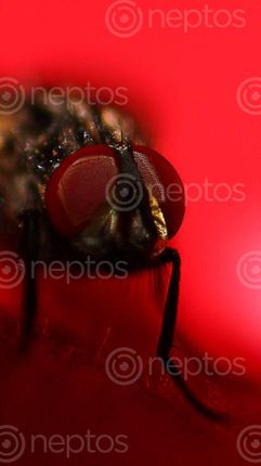 Find  the Image macro,photography,housefly  and other Royalty Free Stock Images of Nepal in the Neptos collection.