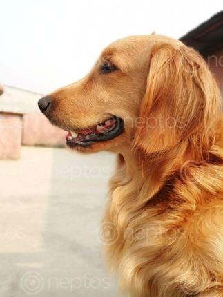 Find  the Image golden,retriever,lucky  and other Royalty Free Stock Images of Nepal in the Neptos collection.
