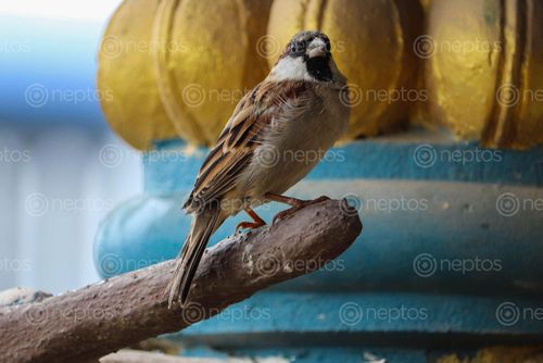 Find  the Image sparrow,morning,vibes  and other Royalty Free Stock Images of Nepal in the Neptos collection.