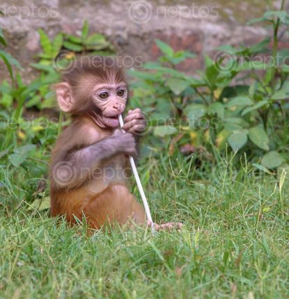 Find  the Image baby,monkey,playing,juice,pipe,ant,pahupatinath,nepal  and other Royalty Free Stock Images of Nepal in the Neptos collection.