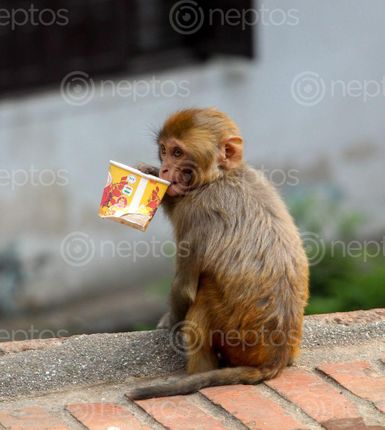 Find  the Image drinking,cup,tea,pashupatinath  and other Royalty Free Stock Images of Nepal in the Neptos collection.