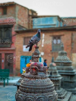 Find  the Image symbol,peace  and other Royalty Free Stock Images of Nepal in the Neptos collection.
