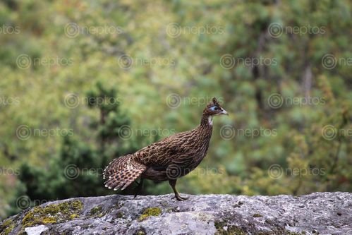 Find  the Image female,lophophorous-the,national,bird,nepal  and other Royalty Free Stock Images of Nepal in the Neptos collection.