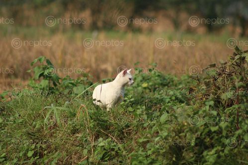 Find  the Image animal,photography,cat,lovers  and other Royalty Free Stock Images of Nepal in the Neptos collection.