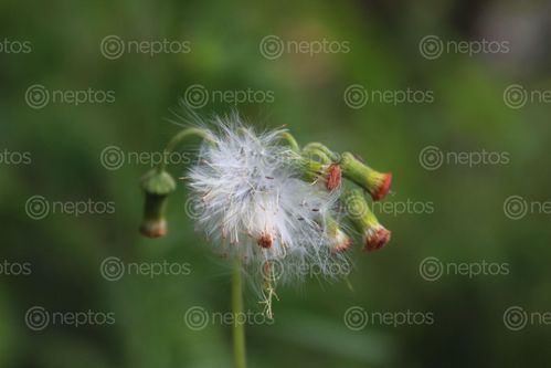Find  the Image furry,flower,found,summer  and other Royalty Free Stock Images of Nepal in the Neptos collection.