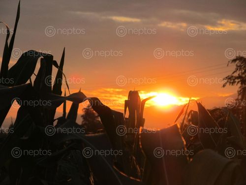 Find  the Image sunset,summer,canon,mini,dslr  and other Royalty Free Stock Images of Nepal in the Neptos collection.